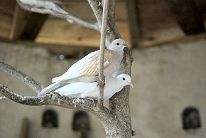 Photo d'oiseau