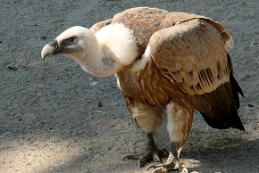 Photo d'oiseau